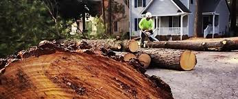 Reliable Sharpsburg, PA Tree Services Solutions